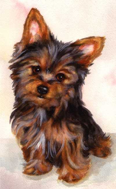 Yorkshire Terrier Puppy Yorkie Dog Watercolor Carol Wells
