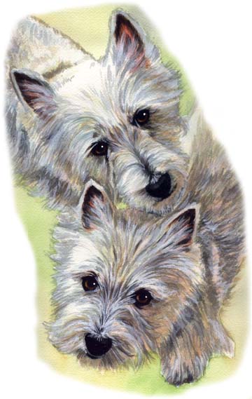 Westie Dogs Watercolor Pet Portrait Carol Wells