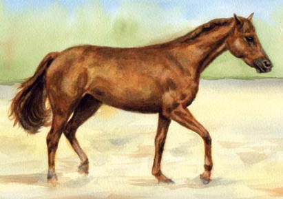 Bay Horse Watercolor Carol Wells