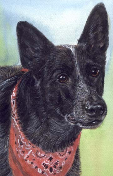 Skidboot Cowboy Dog Heeler Watercolor Portrait Carol Wells