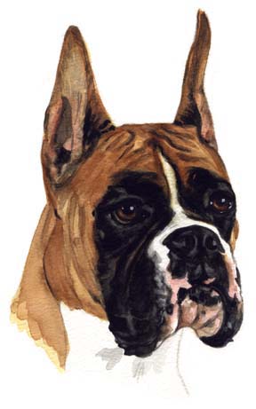 Boxer Dog Watercolor Pet Portrait Carol Wells
