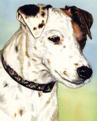 Jack Russell Terrier Watercolor Pet Portrait Carol Wells