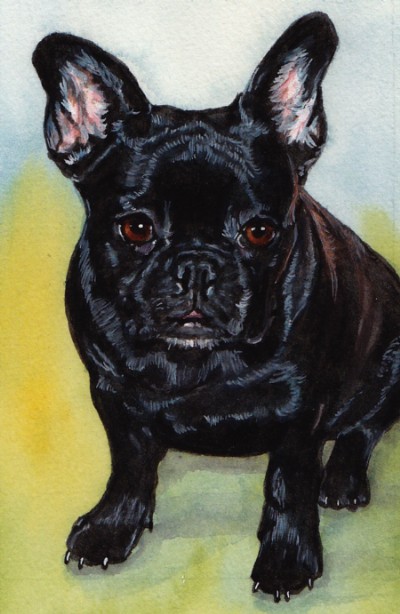 Black French Bulldog Painting Watercolor Carol Wells