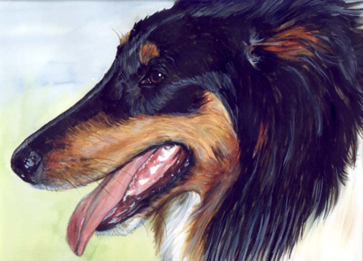Collie Dog Watercolor Portrait Carol Wells