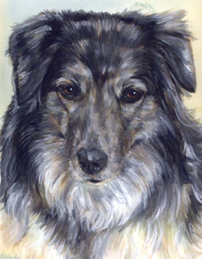 Australian Shepherd Dog Watercolor Portrait Carol Wells