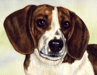 Beagle Dog Pet Watercolor Portrait Carol Wells