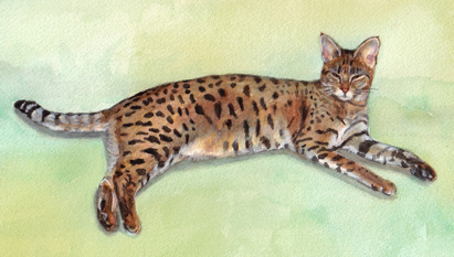 Bengal Cat Watercolor Carol Wells