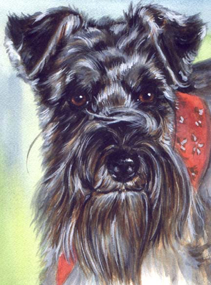 Schnauzer Dog Watercolor Portrait Carol Wells