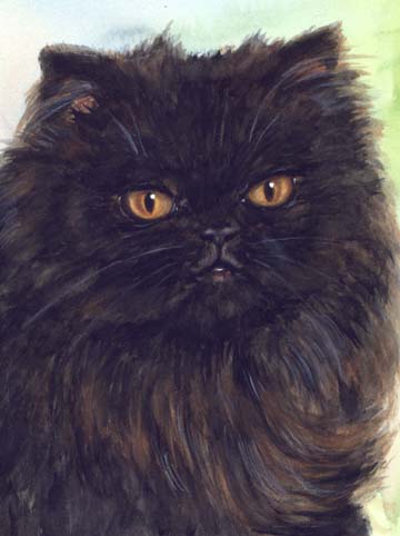 Black Persian Cat Watercolor Carol Wells