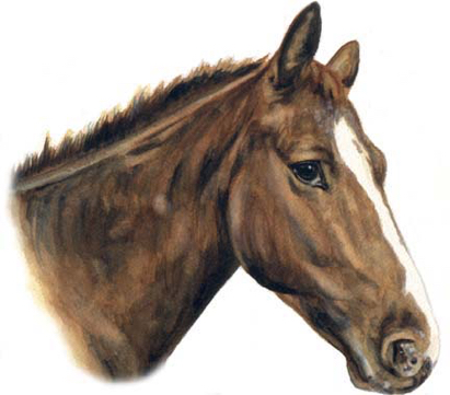 Bay Horse Watercolor Carol Wells