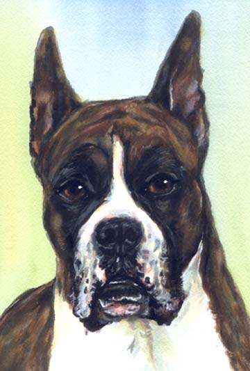 Boxer Dog Watercolor Portrait Carol Wells