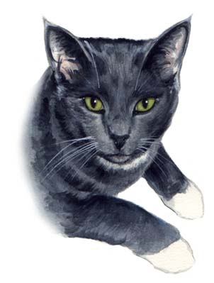 Russian Blue Cat Watercolor Carol Wells
