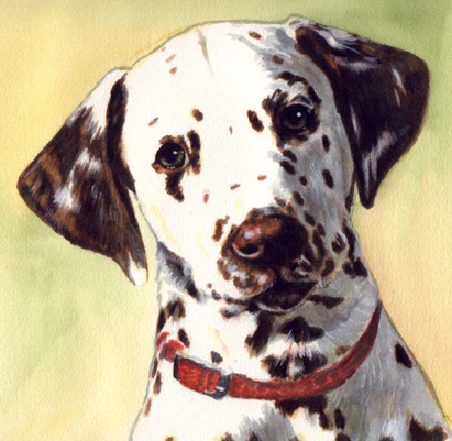 Dalmatian Liver Spots Dog Watercolor Pet Portrait Carol Wells
