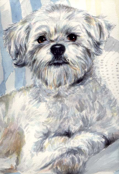 White Dog Watercolor Pet Portrait Carol Wells
