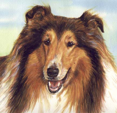 Collie Dog Watercolor Pet Portrait Carol Wells