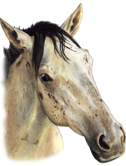 Gray Horse Watercolor by Carol Wells